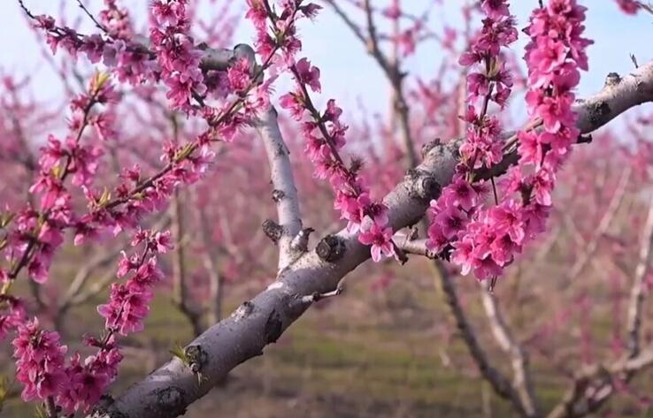 Flowering Peach Trees of Veria, Greece