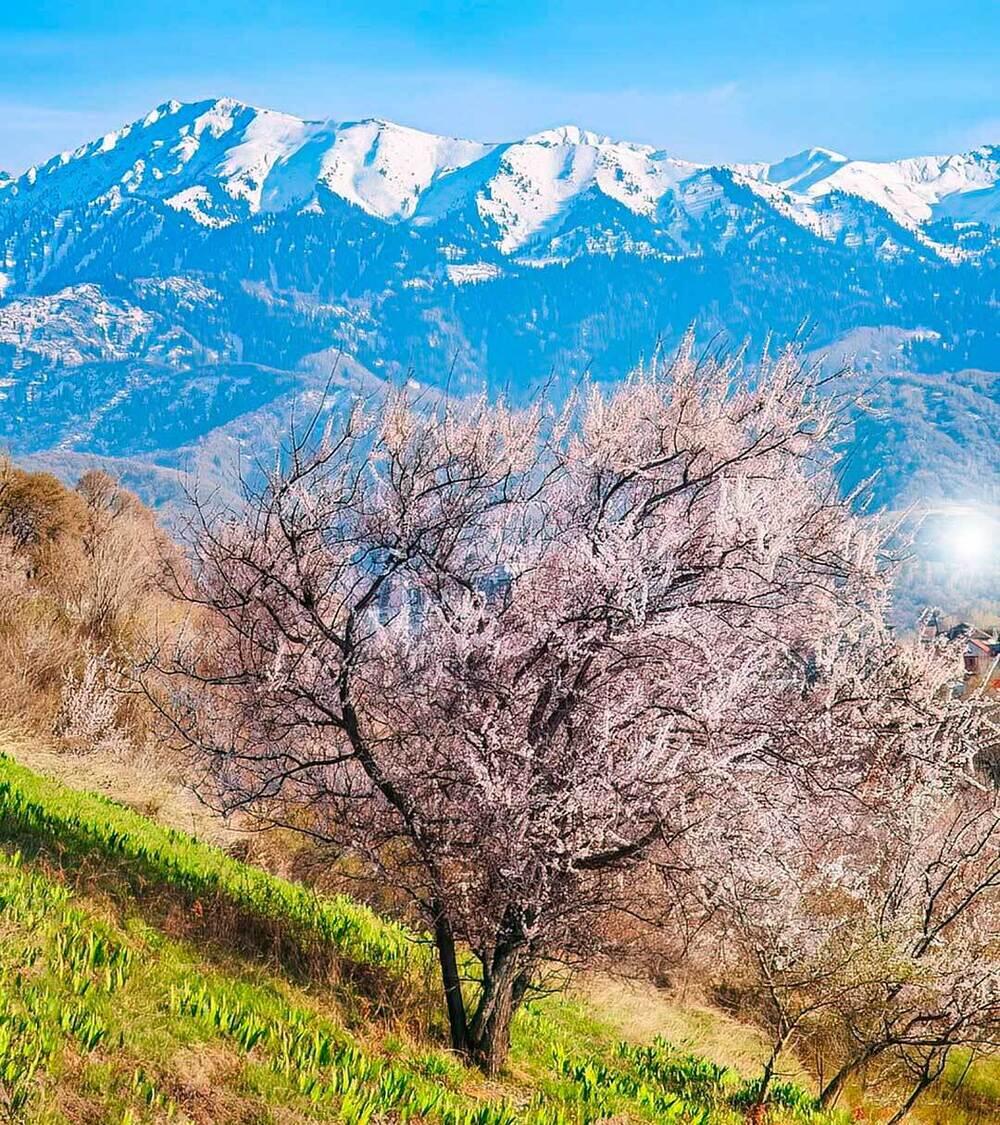 Video of flowering apricot trees in Almaty mountains delights netizens