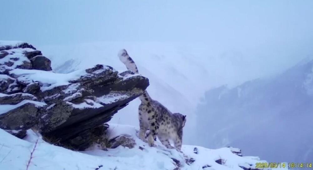 Snow leopard caught on tape at Kolsay Lakes National Park