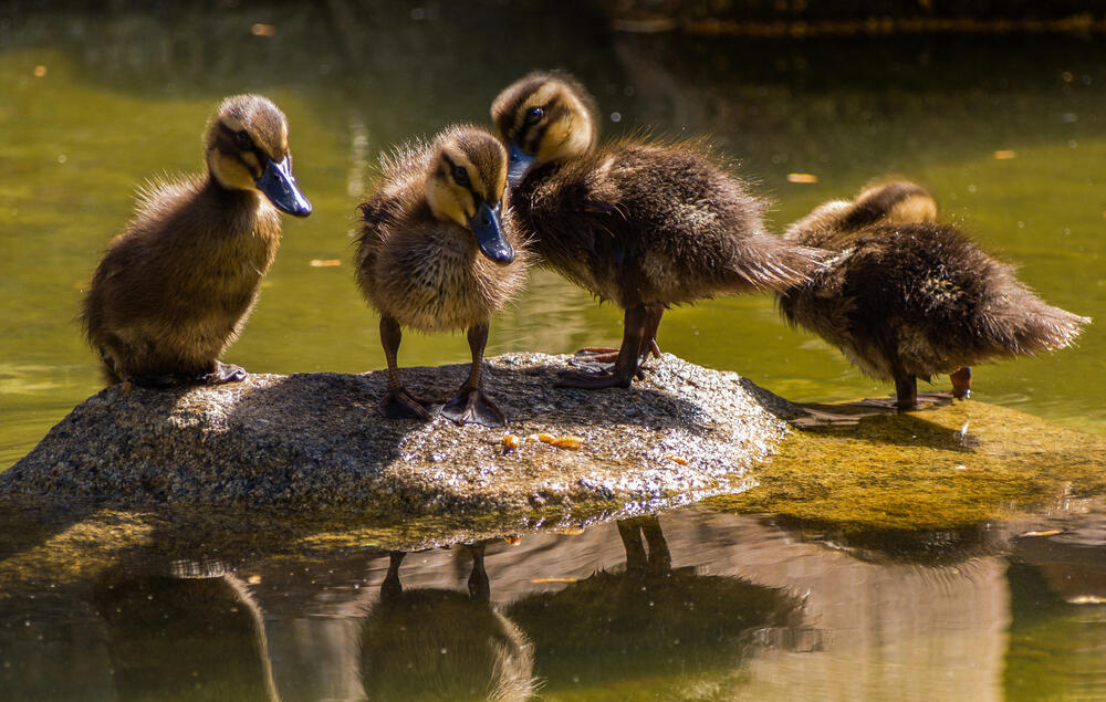 Ducklings and puppy were rescued by emergency responders