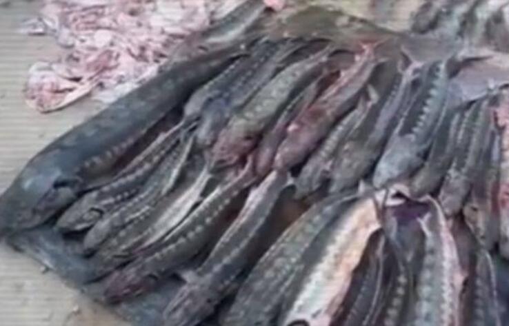 Более полутонны осетровой рыбы изъяли у жителя Жанаозена

