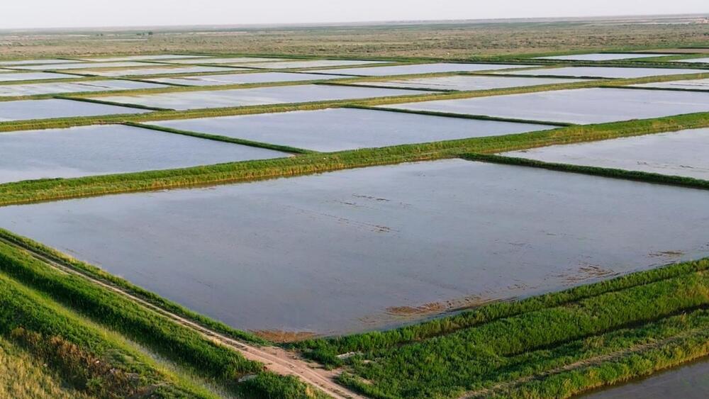 Потери воды на ирригационных сетях снизились до 193 млн кубометров в год - Минводы