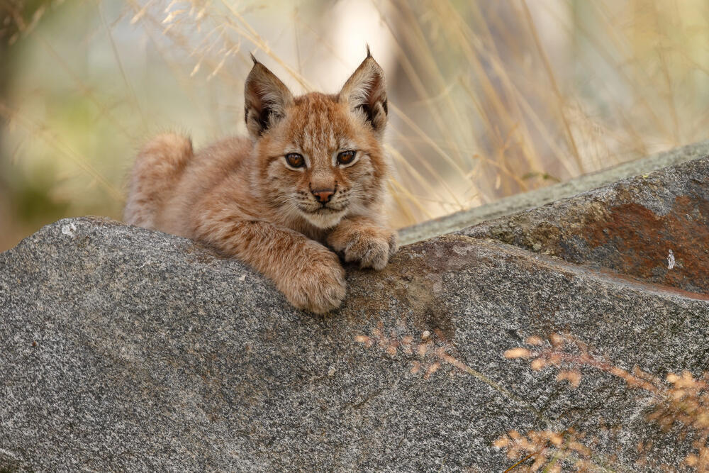 Baby lynxes in reserve of Pavlodar region