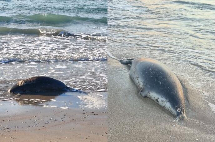 Mass die-off of seals prompts water quality testing in Mangistau region