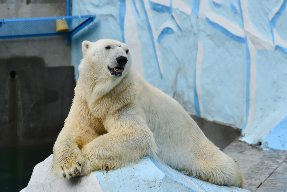 Almaty Zoo celebrated the birthday of polar bear Purga