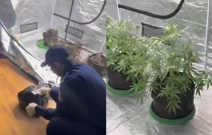 Алматыда тыйым салынған өсімдіктер өсірілген пәтер анықталды