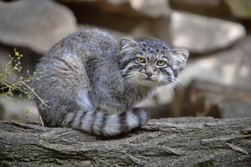 Charyn National Park has revealed rare footage of wildlife