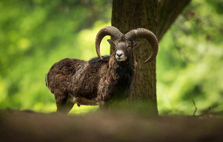 Rare animal populations increase in Zhambyl region