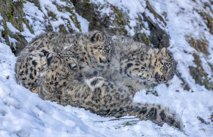 Snow leopard cubs were captured on video in the Almaty Nature Reserve