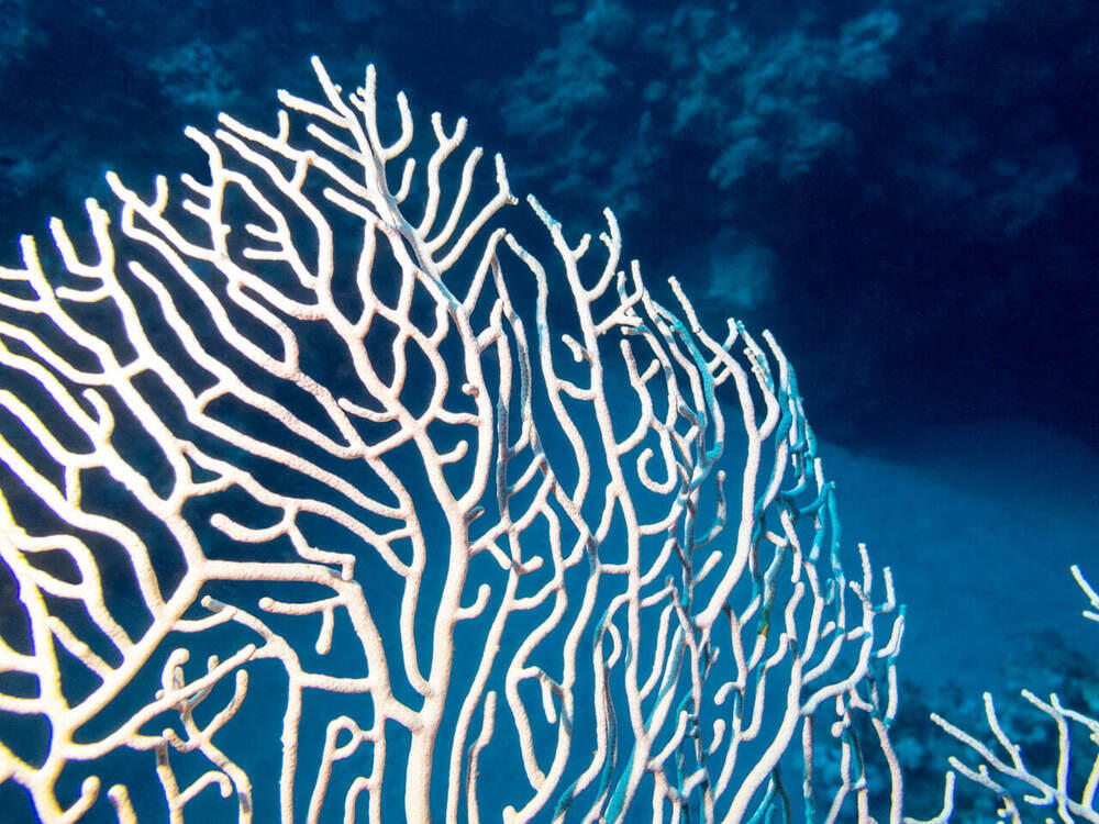 В Алматы состоялась фотовыставка, посвященная кораллам и редким животным 
. Фото: Canon