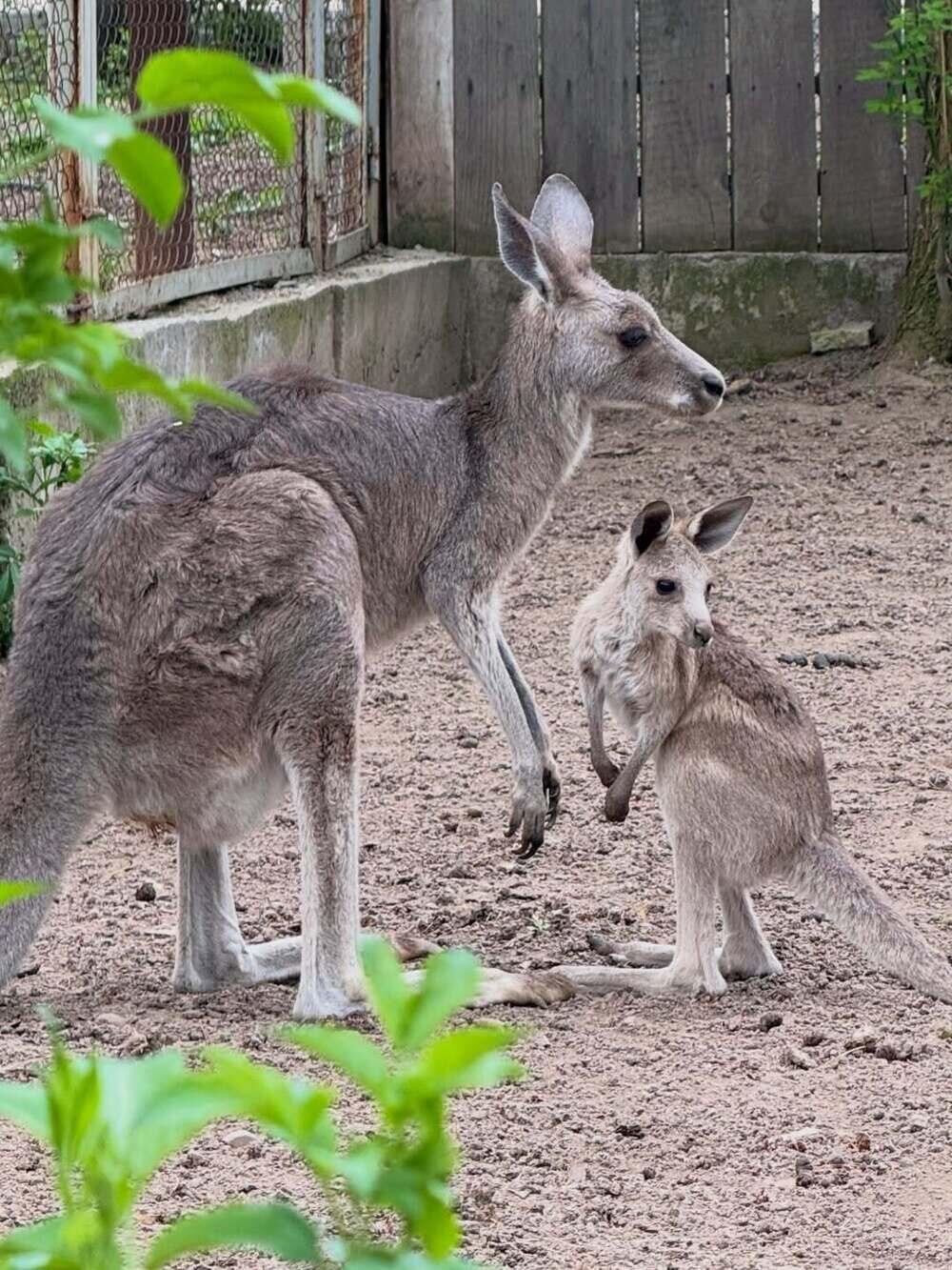 В Алматинском зоопарке сразу три кенгуренка появились на свет. Фото: instagram/almatyzoo