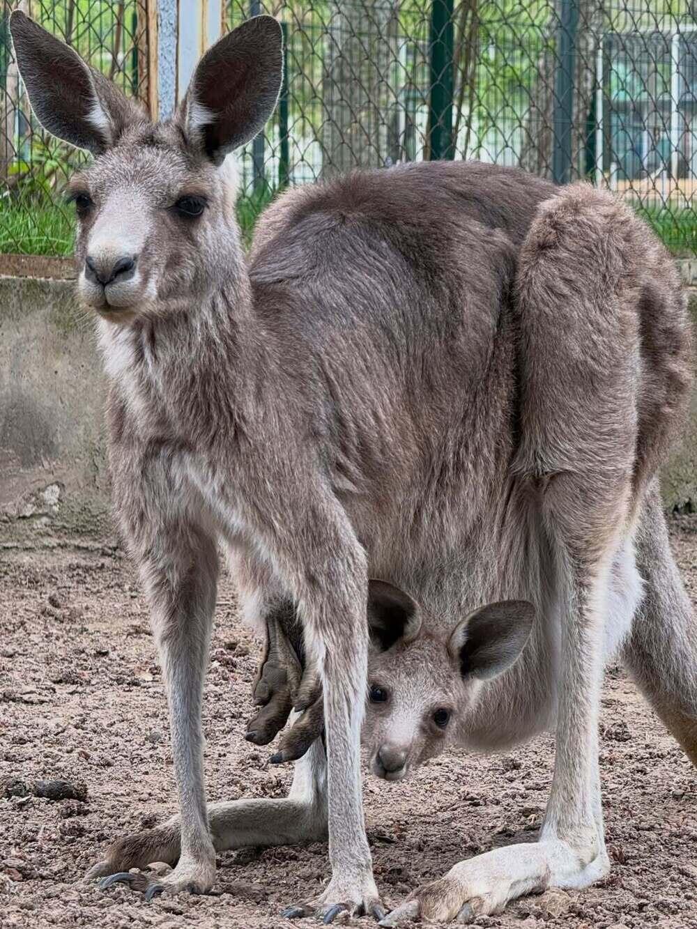 Three kangaroo joeys born at Almaty zoo. Images | instagram/almatyzoo