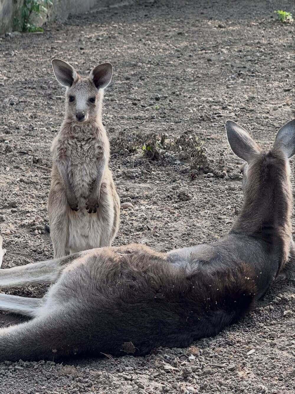 Three kangaroo joeys born at Almaty zoo. Images | instagram/almatyzoo