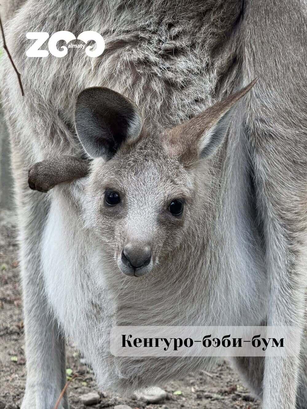 Алматы хайуанаттар бағында бірден үш кенгуренің төлі дүниеге келді. Сурет: instagram/almatyzoo