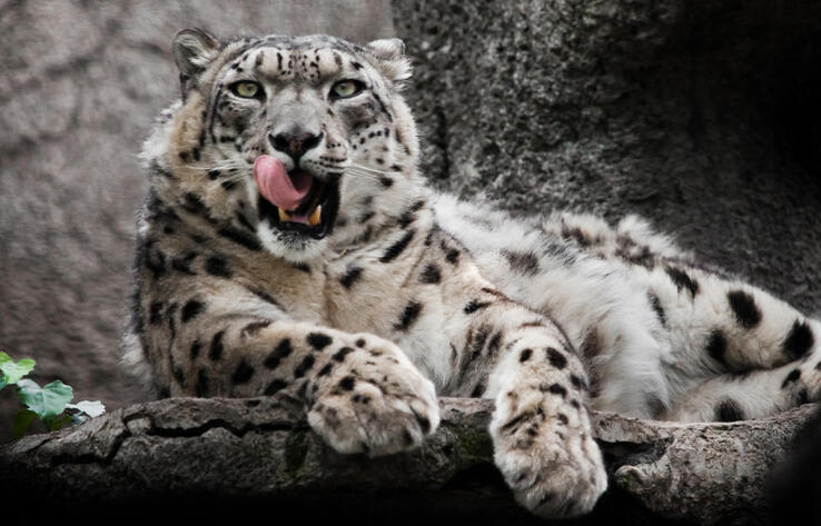 Snow leopard captured on camera in Altyn-Emel National Park