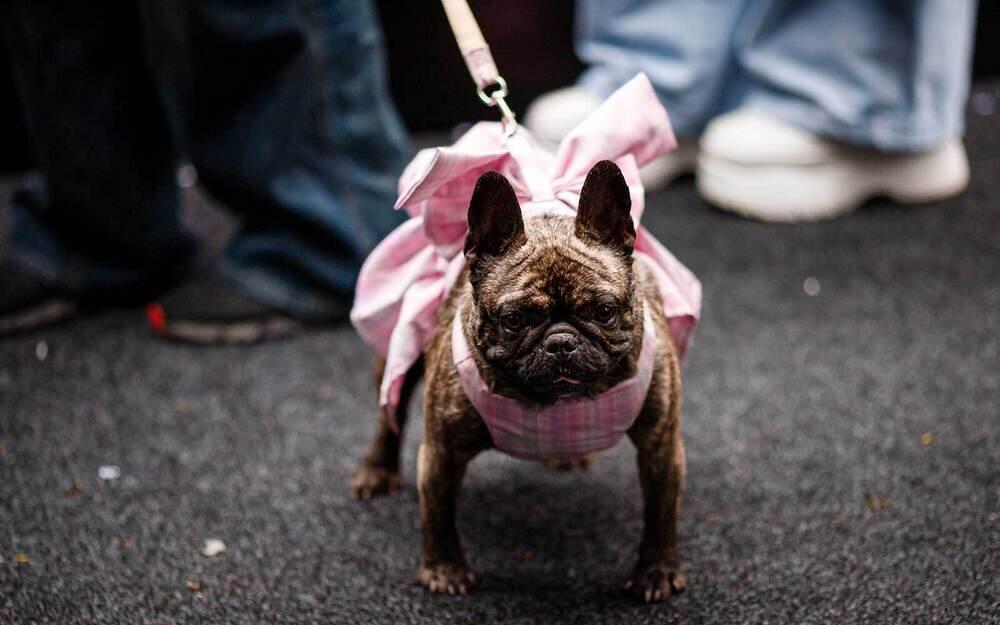 В Алматы прошел PetFest 2026 - крупнейший городской фестиваль для питомцев и их хозяев. Фото: PetFest 