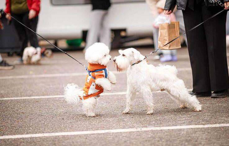 В Алматы прошел PetFest 2026 - крупнейший городской фестиваль для питомцев и их хозяев