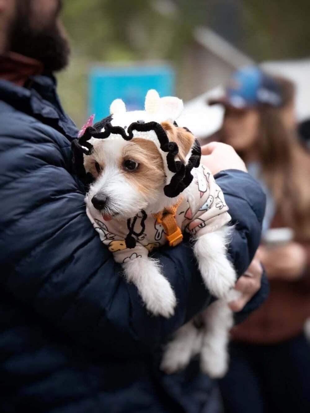 В Алматы прошел PetFest 2026 - крупнейший городской фестиваль для питомцев и их хозяев. Фото: instagram/paws.loops