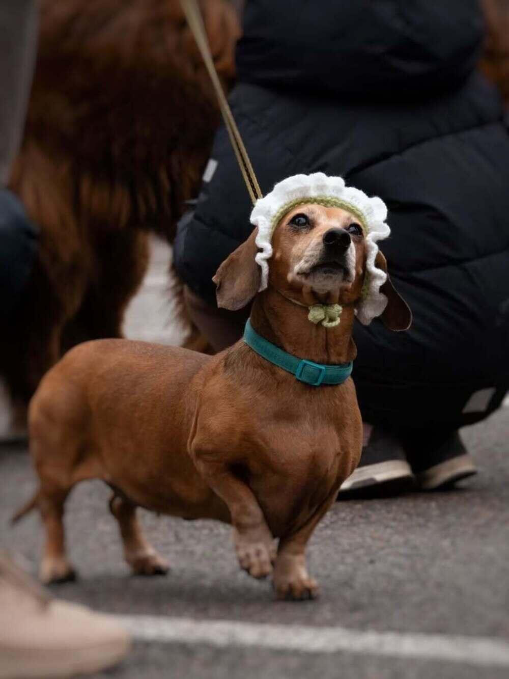 В Алматы прошел PetFest 2026 - крупнейший городской фестиваль для питомцев и их хозяев. Фото: instagram/paws.loops