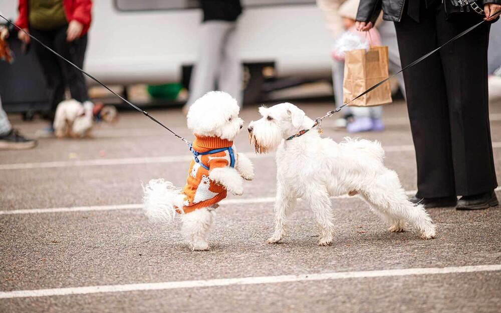 Алматыда PetFest 2026 үй жануарлары мен олардың иелеріне арналған ең ірі қалалық фестиваль өтті. Сурет: PetFest