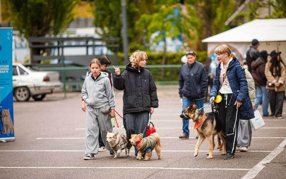 Алматыда PetFest 2026 үй жануарлары мен олардың иелеріне арналған ең ірі қалалық фестиваль өтті. Сурет: PetFest