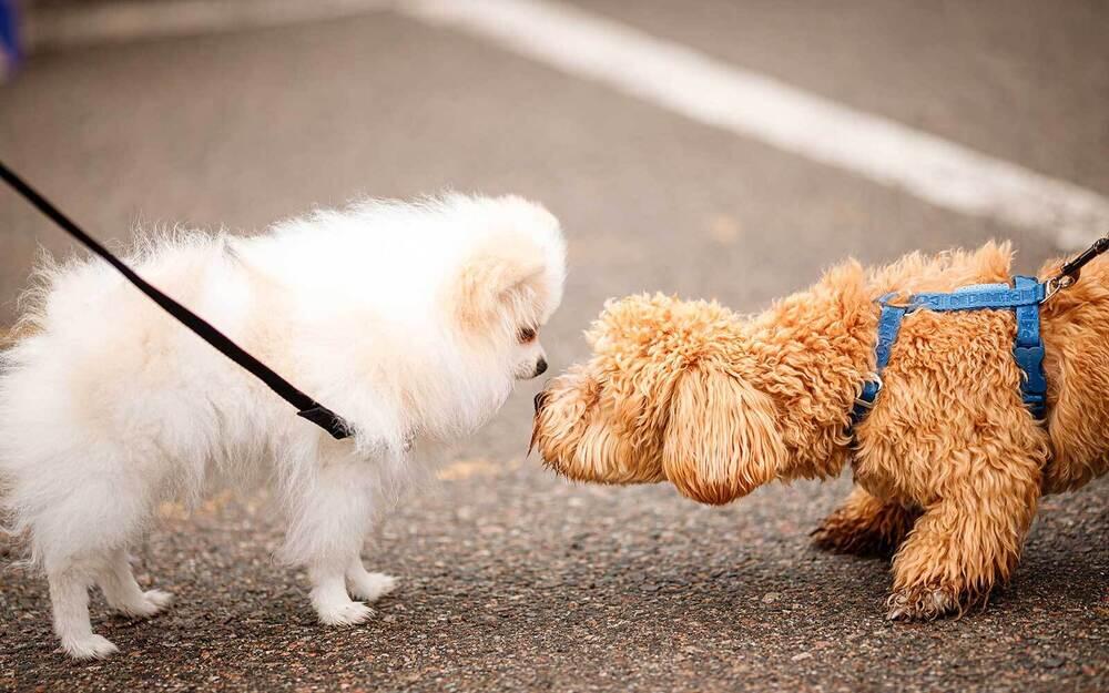 Алматыда PetFest 2026 үй жануарлары мен олардың иелеріне арналған ең ірі қалалық фестиваль өтті. Сурет: PetFest