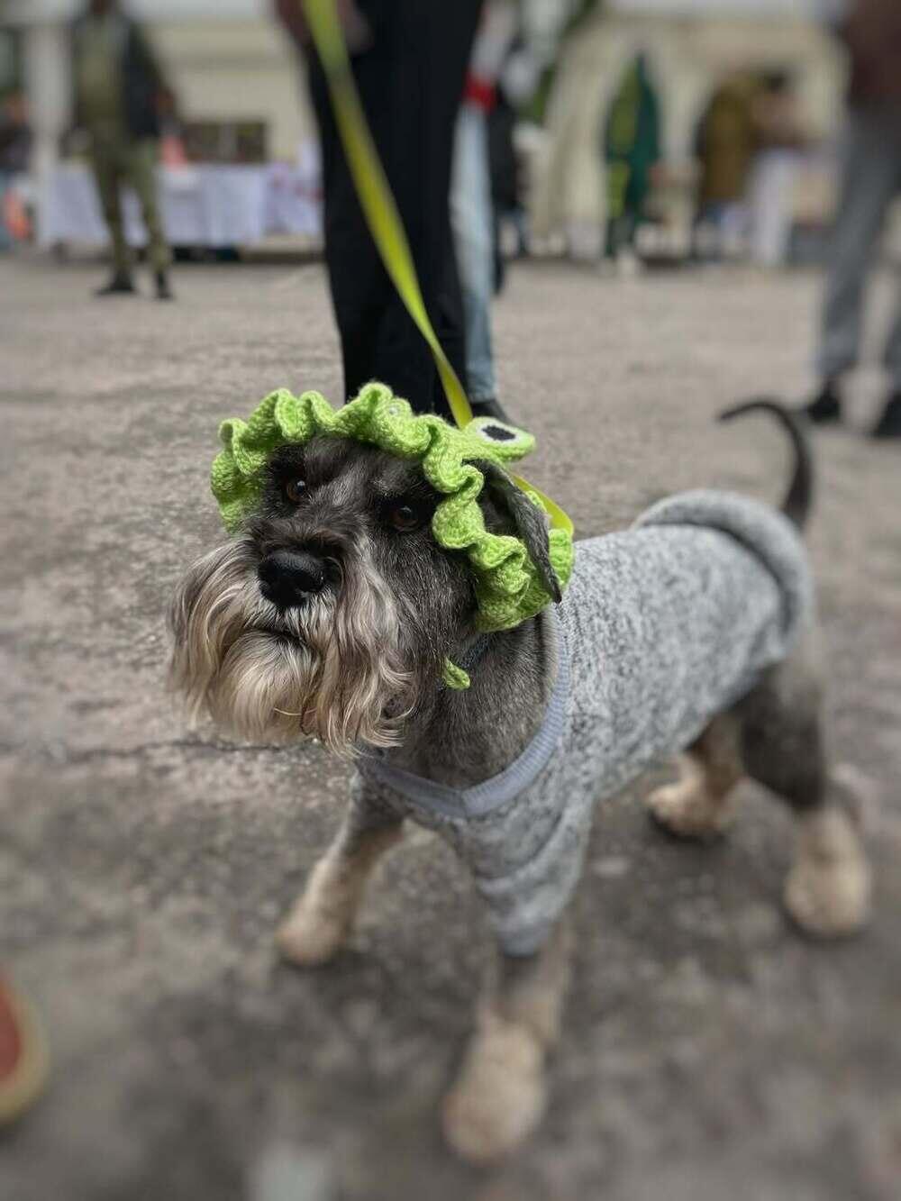 Алматыда PetFest 2026 үй жануарлары мен олардың иелеріне арналған ең ірі қалалық фестиваль өтті. Сурет: instagram/paws.loops