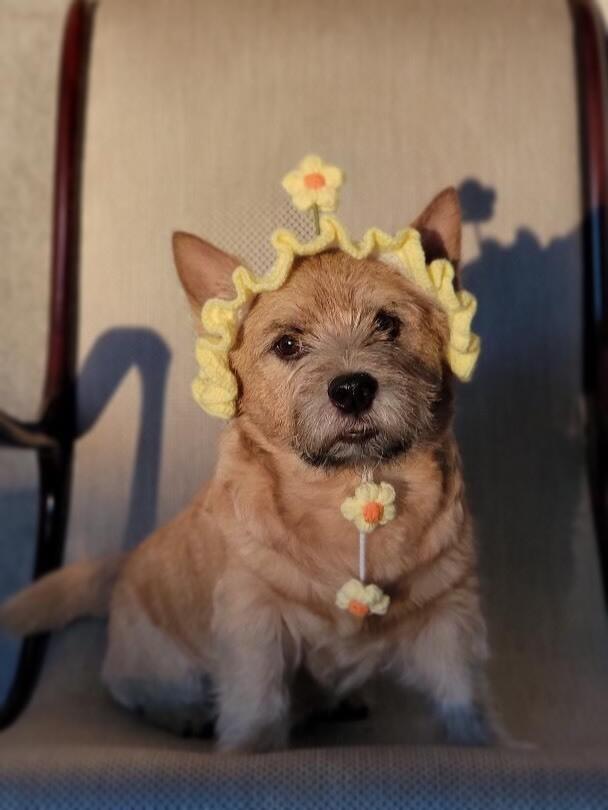 Алматыда PetFest 2026 үй жануарлары мен олардың иелеріне арналған ең ірі қалалық фестиваль өтті. Сурет: instagram/paws.loops