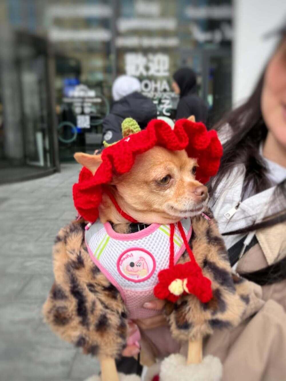 Алматыда PetFest 2026 үй жануарлары мен олардың иелеріне арналған ең ірі қалалық фестиваль өтті. Сурет: instagram/paws.loops