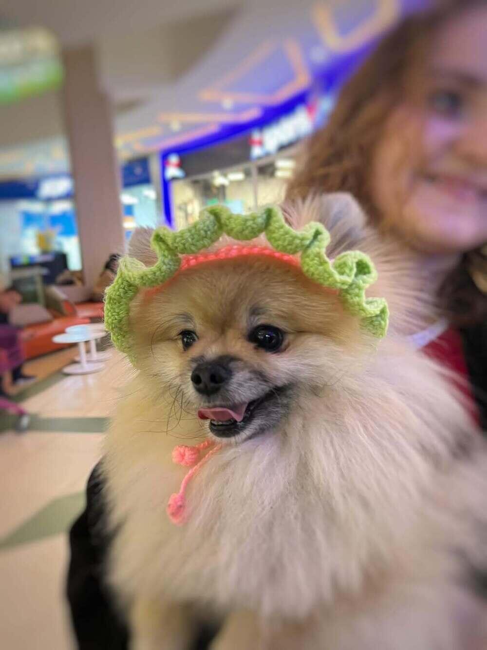 Алматыда PetFest 2026 үй жануарлары мен олардың иелеріне арналған ең ірі қалалық фестиваль өтті. Сурет: instagram/paws.loops