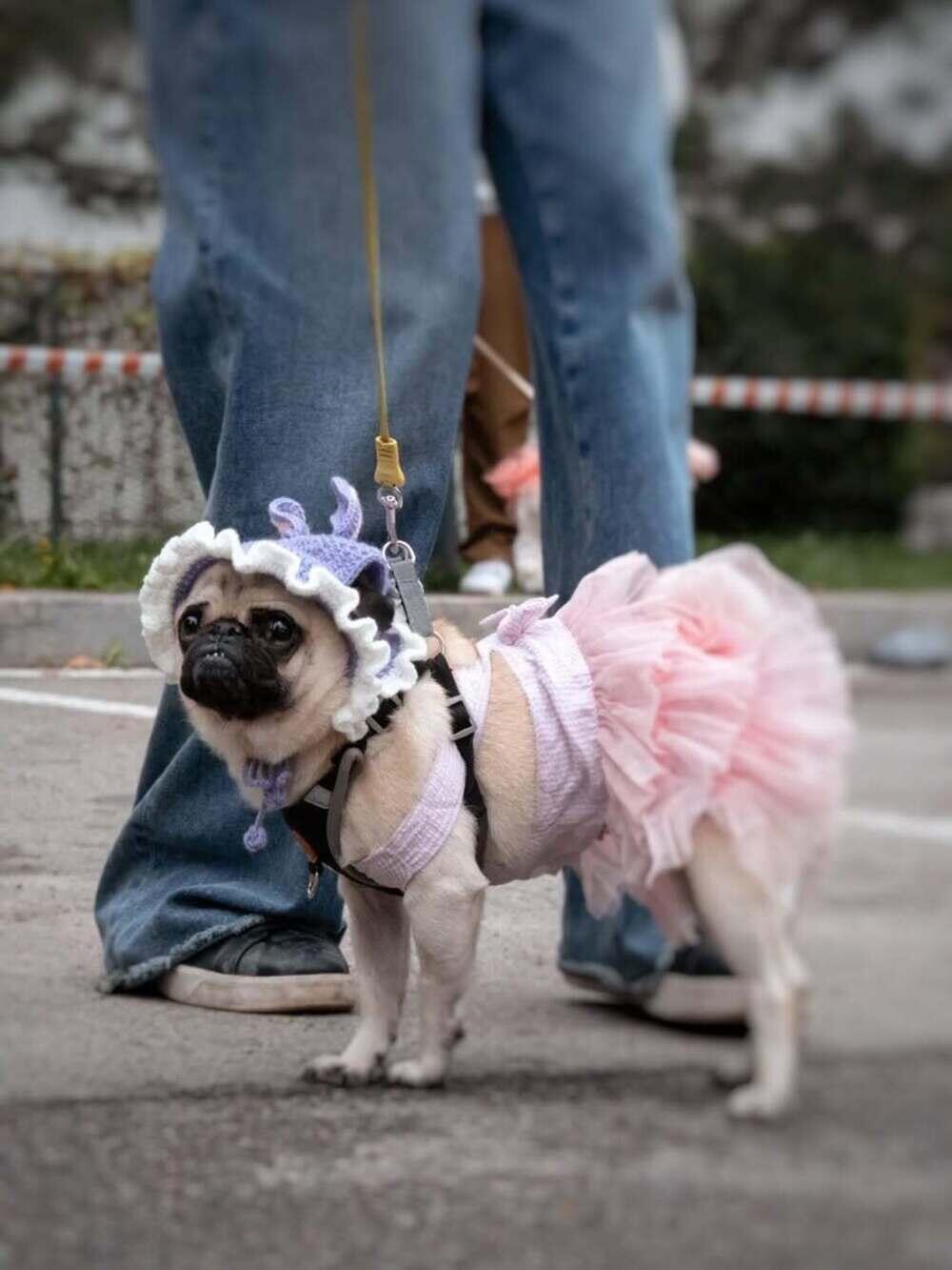 Алматыда PetFest 2026 үй жануарлары мен олардың иелеріне арналған ең ірі қалалық фестиваль өтті. Сурет: instagram/paws.loops