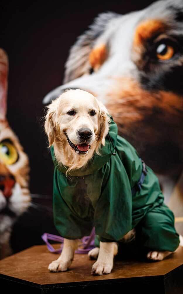 PetFest 2026, the largest city festival for pets and their owners, took place in Almaty. Images | PetFest