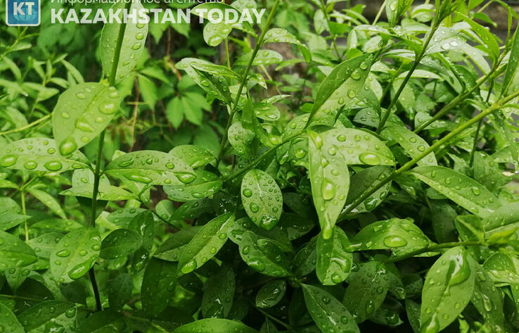 Rainy conditions forecast for much of Kazakhstan during upcoming holidays