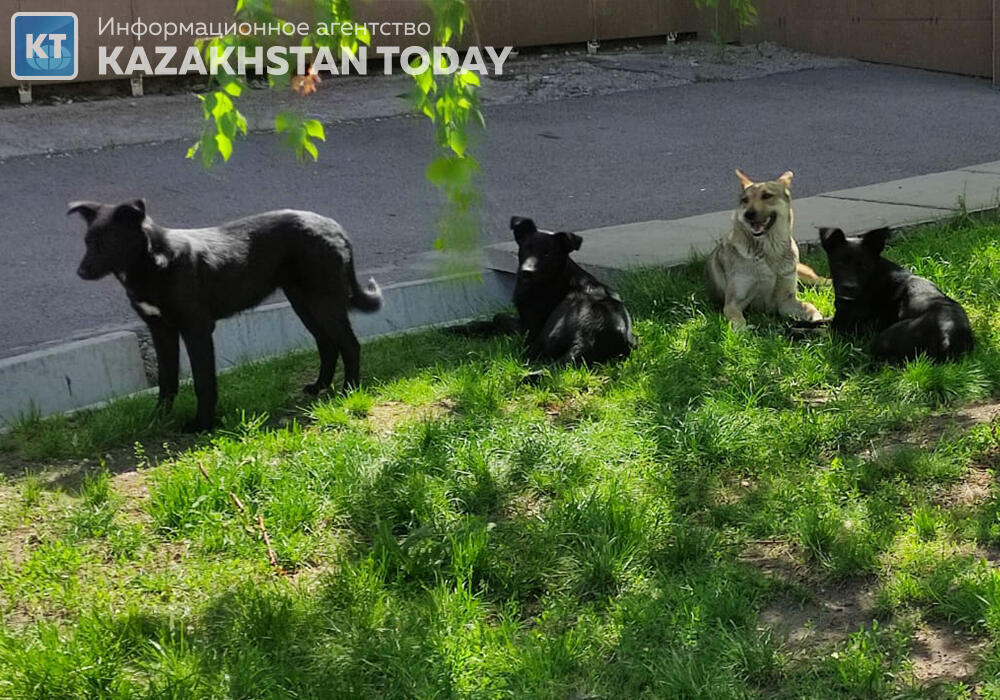 President enacts amendments to responsible animal treatment legislation