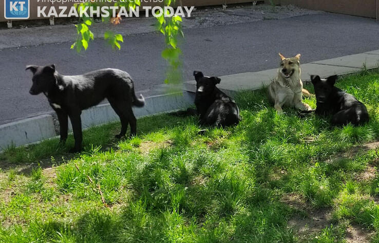 President enacts amendments to responsible animal treatment legislation