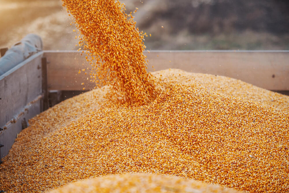 Kazakhstan’s grain exports to Afghanistan rise by 2.3 times