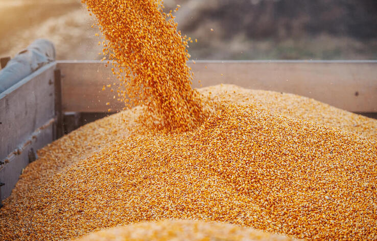 Kazakhstan’s grain exports to Afghanistan rise by 2.3 times
