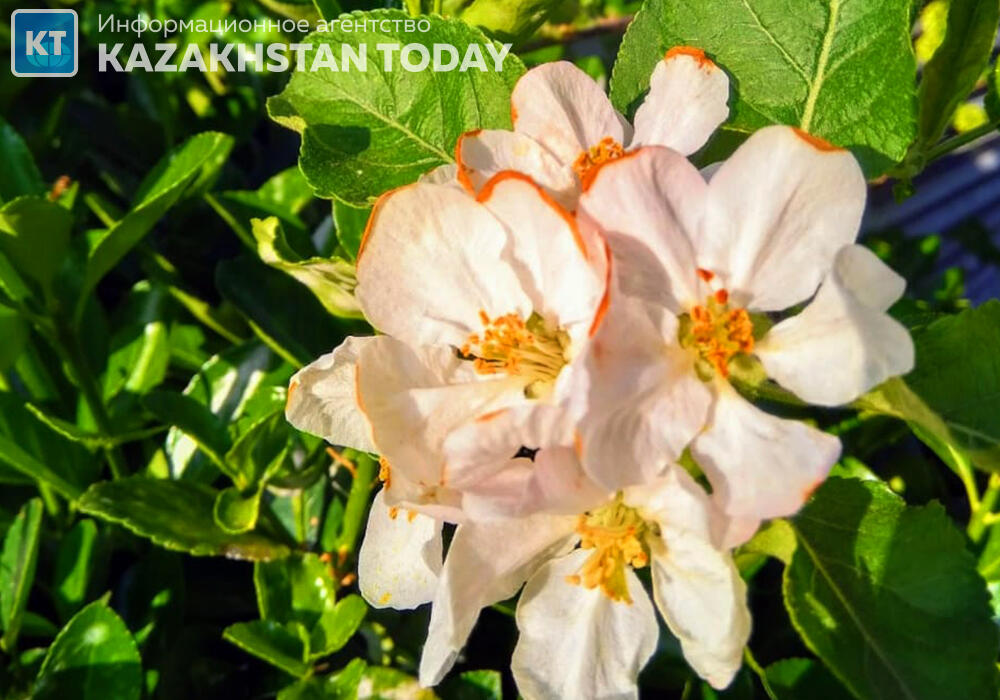 Kazakhstan weather forecast for May 24