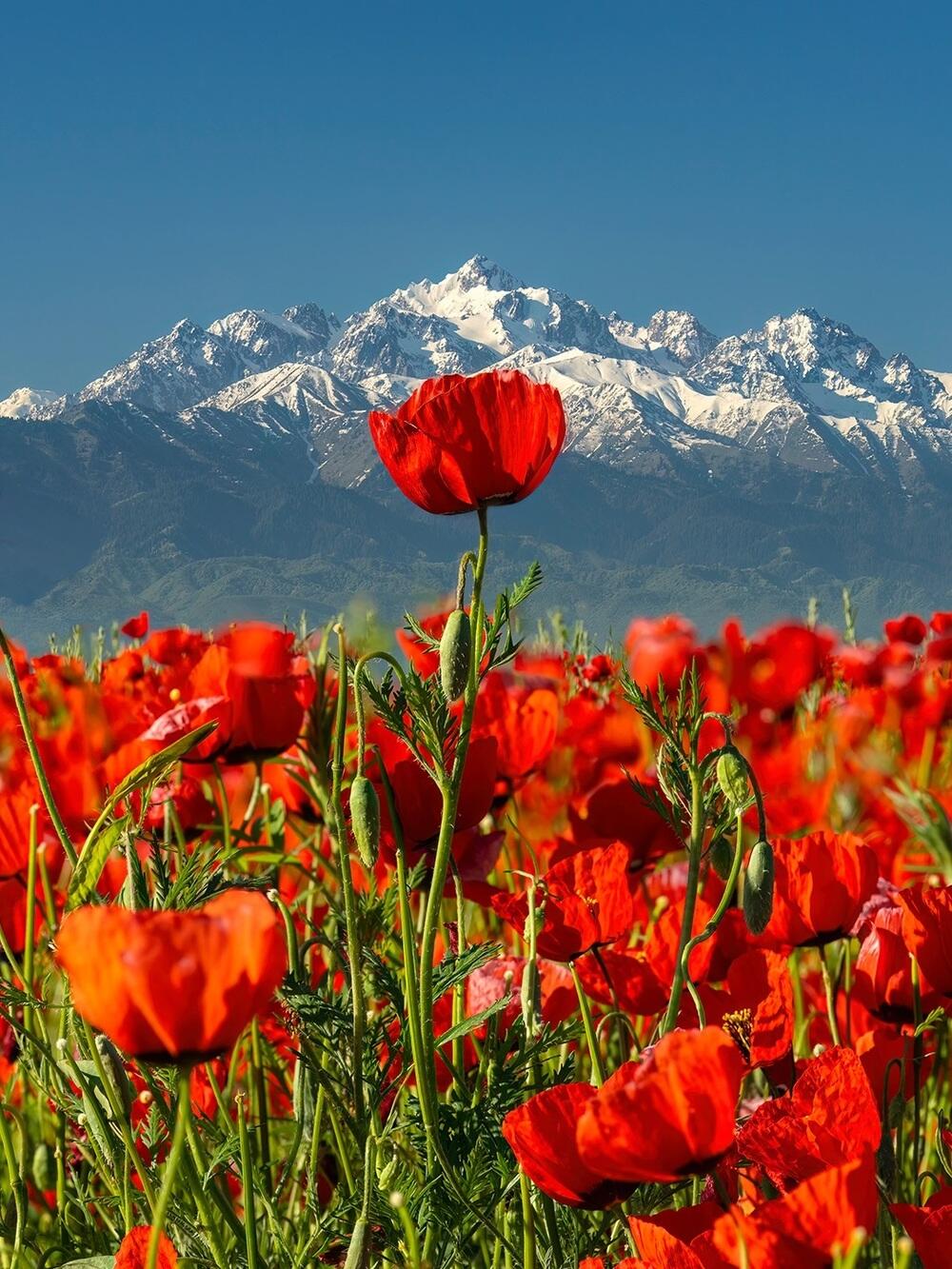 Blooming Poppies at the Foot of the Alatau Mountains. Images | instagram/dots_foto