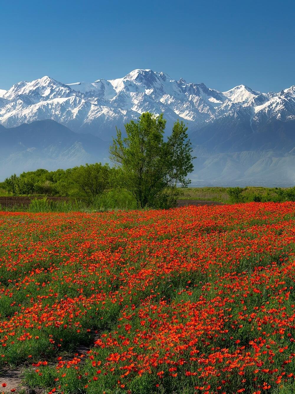Blooming Poppies at the Foot of the Alatau Mountains. Images | instagram/dots_foto