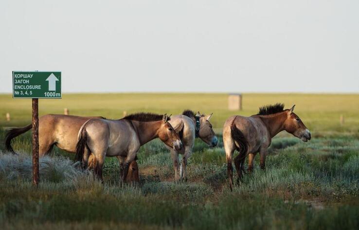 Five Przewalski’s horses released into the wild in Kazakhstan