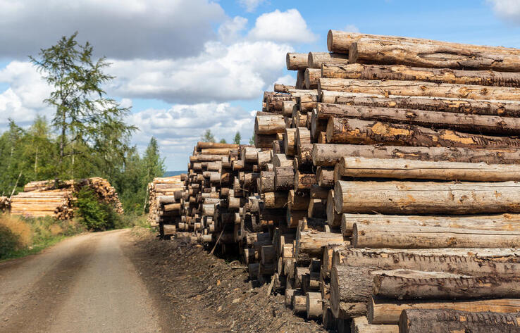 Kazakhstan Extends Ban on Export of Certain Timber Products for Six Months